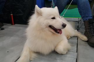 Międzynarodowa Wystawa Psów Rasowych w Bydgoszczy