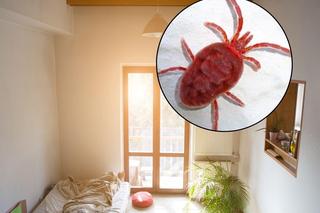 Małe, czerwone pająki są już w całej Polsce. Przedostają się przez szczeliny, wchodzą do domów