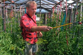 Opryski pomidorów - kiedy i czym pryskać pomidory na choroby grzybowe?