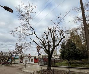 Drzewa na ulicy Socjalnej w Łodzi