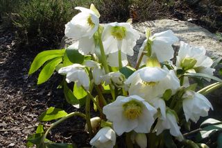 Rośliny kwitnące wczesną wiosną