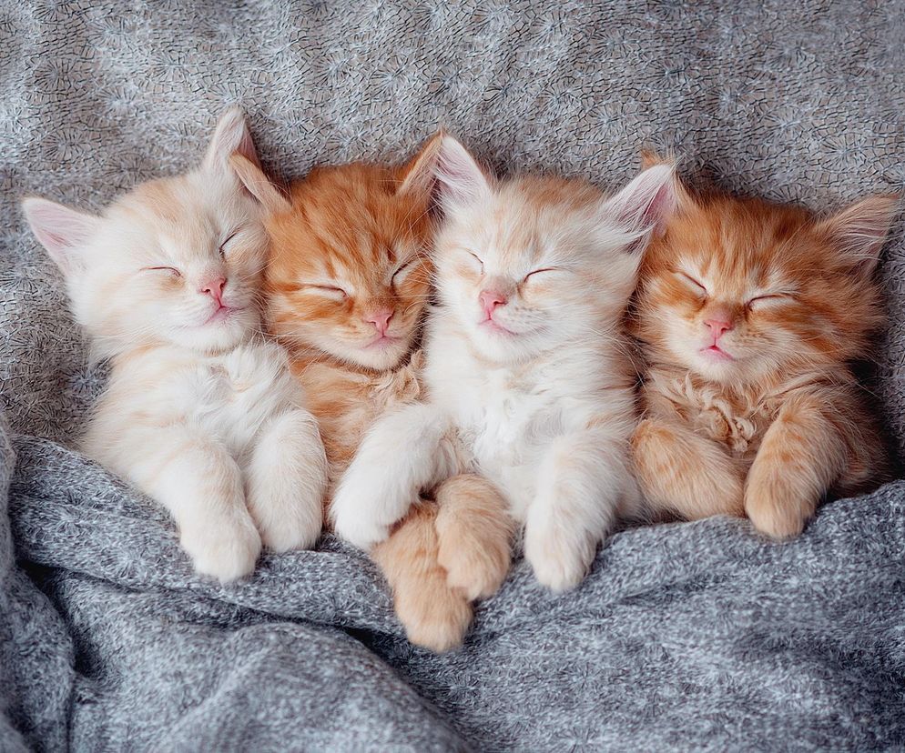 Słodkie imiona dla kotek