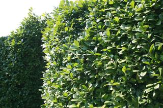 Laurowiśnia - znakomita roślina na zimozielony żywopłot. Jak uprawiać laurowiśnię w ogrodzie?