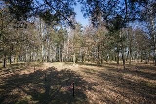 Las Pamięci na cmentarzu Szczecińska w Łodzi