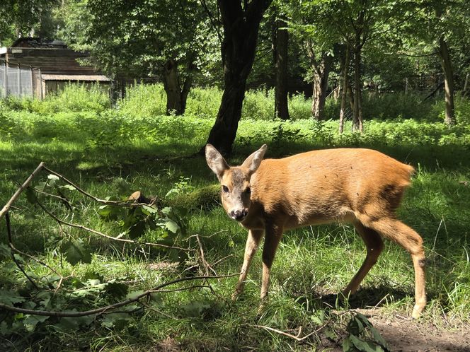Zaglądamy do mieszkańców bydgoskiego ZOO. Kto mieszka w sercu Myślęcinka?