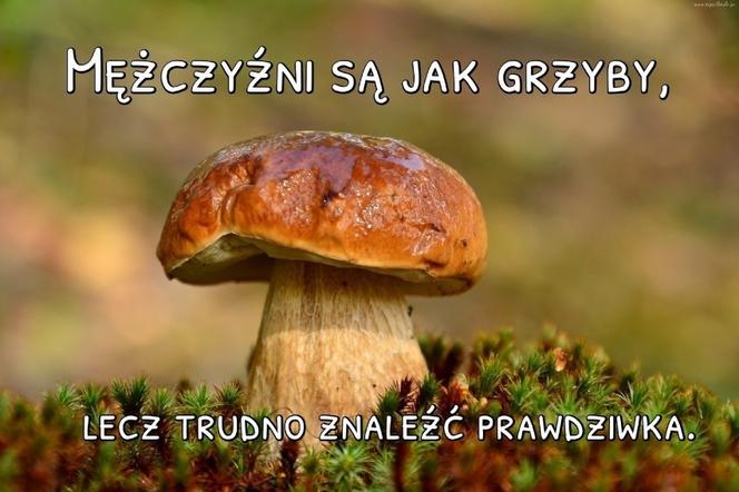 Memy o grzybobraniu 2022