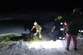 Koń wpadł do skutego lodem stawu. Konieczna była pomoc strażaków