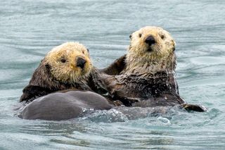 Wydry surferzy atakują Amerykę! Dziki problem w Kalifornii