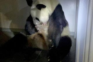 Panda wielka Shin Shin urodziła bliźnięta! To wielkie wydarzenie w Japonii!
