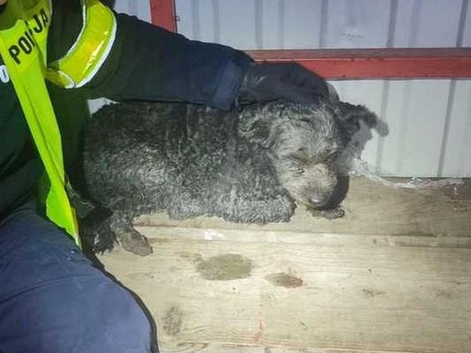 Kołobrzescy policjanci uratowali rannego psa. Trwają poszukiwania właściciela
