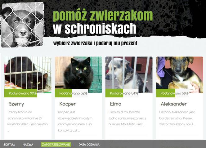 Bezdomnym zwierzakom z Warszawy i okolic teraz pomożesz przez internet