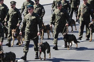Wielki upał w czasie defilady Wojska Polskiego. Co z psami? Znamy szczegóły