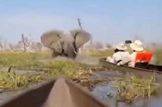 Horror na wakacjach. Zaatakowały ich słonie, wpadli do rzeki pełnej krokodyli