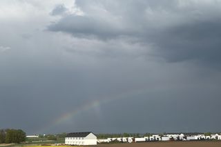 Rzepak niedaleko Poznania