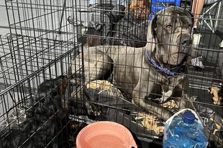 ​XXVII Międzynarodowa Wystawa Psów Rasowych - POMERANIA SHOW