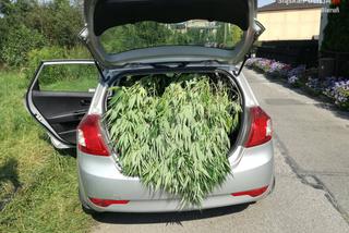 Marihuana w Imielinie