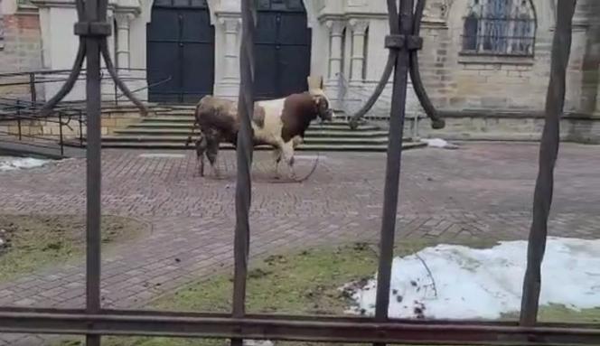 Ogromny byk urwał się z łańcucha i spacerował przed kościołem w walentynki. Szukał drugiej połówki? 