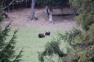 Niedźwiedzie w Kuźnicach w Zakopanem