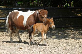 Warszawa zoo: Baby boom. Nowi mieszkańcy zoo [ZDJĘCIA]