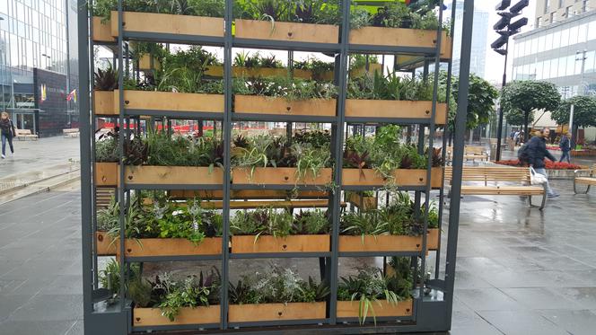 Zielona lauba w Katowicach