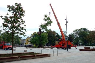 Baobab został wycięty