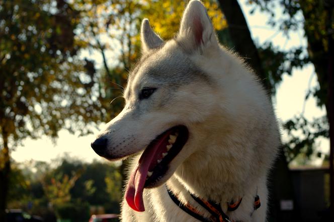 Husky opanowały Psi Park! [GALERIA]