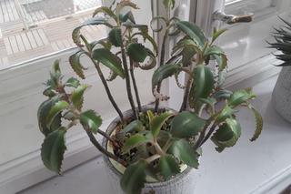 Rzeszowski Inkubator Kultury zachęca do adopcji! Chodzi o... rośliny!