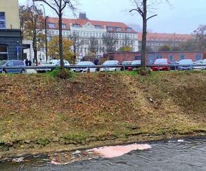 Różowa piana na rzece Kłodnicy w Gliwicach