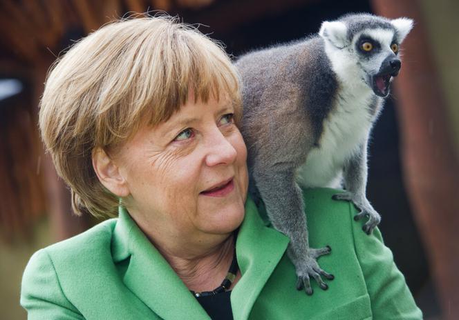 Merkel obsiadły papugi