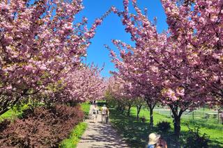Różowa alejka na Pieczewie robi furorę w sieci. To najbardziej instagramowe miejsce w Olsztynie