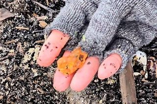 Mierzeja Wiślana. Spacerowiczka znalazła piękne okazy bursztynu. Ludzie zachwyceni [ZDJĘCIA].