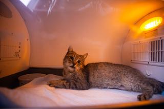 Weterynarze ratują kota Abi