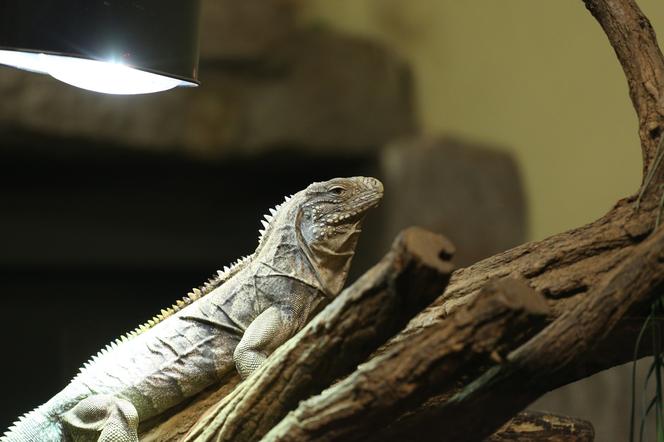 Kolejny cud narodzin w Śląskim Ogrodzie Zoologicznym. To prawdziwy baby boom!