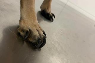 Psy uwięzione w mieszkaniu