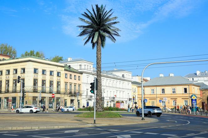 Palma przy rondzie de Gaulle’a w Warszawie 