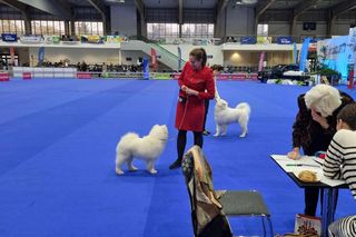 Międzynarodowe Wystawy Psów Rasowych na MTP 