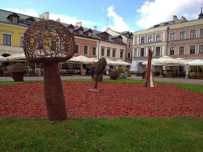 Grzybobranie lubelskie - naturalnie! Zamość 2023