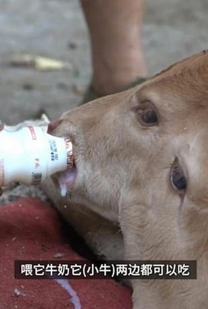 Cielę z dwiema głowami