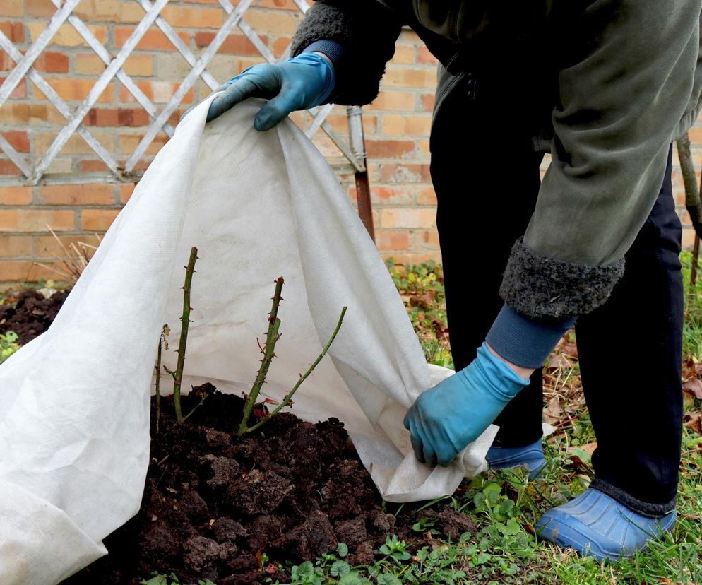  Jak zabezpieczyć róże na zimę?
