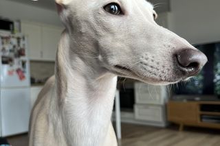 Wszyscy szukają Heńka! Za pomoc wyznaczono nagrodę. Żeby nikomu nie opłaco się go przetrzymywać