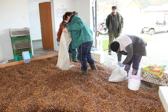 Warmia i Mazury. W lasach trwa zbiór żołędzi