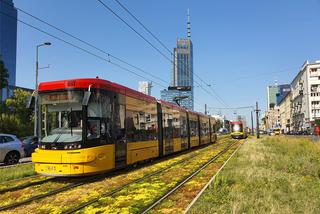 Tramwajarze zazielenią tory w centrum Warszawy. Gdzie pojawi się rozchodnik? 