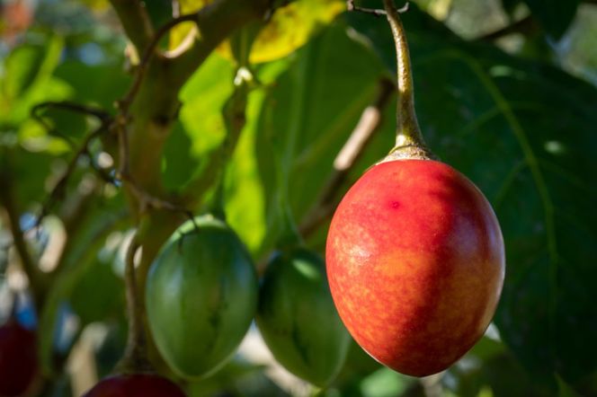 Tamarillo - skrzyżowanie śliwki z pomidorem, uprawa, pielęgnacja, zastosowanie, wykorzystanie