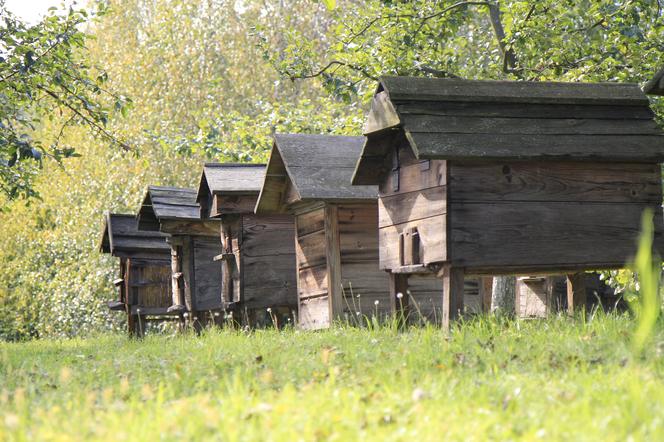 Lubelski skansen zachwyca na początku jesieni!