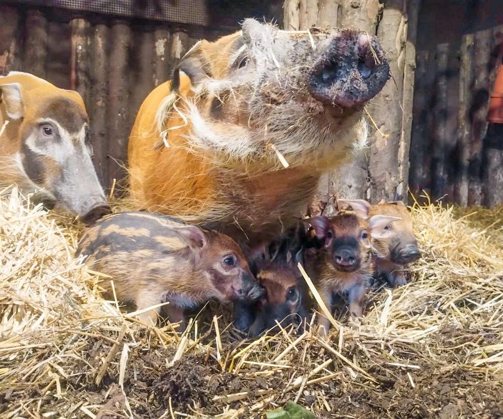W chorzowskim zoo na świat przyszło 5 maluchów-świń rzecznych