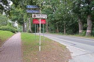 Dąb Bartek w Zagnańsku