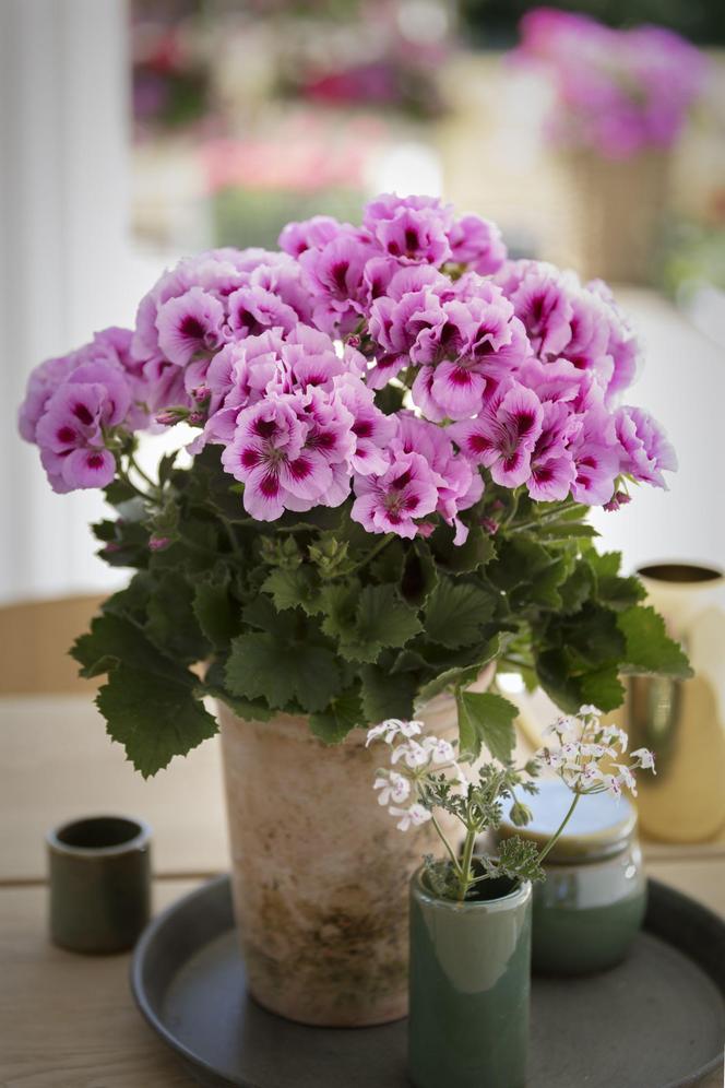 Pelargonie angielskie