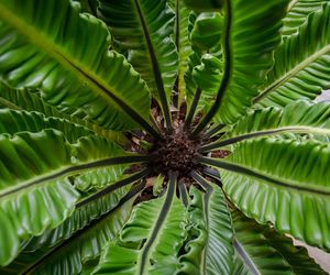 Asplenium nidus