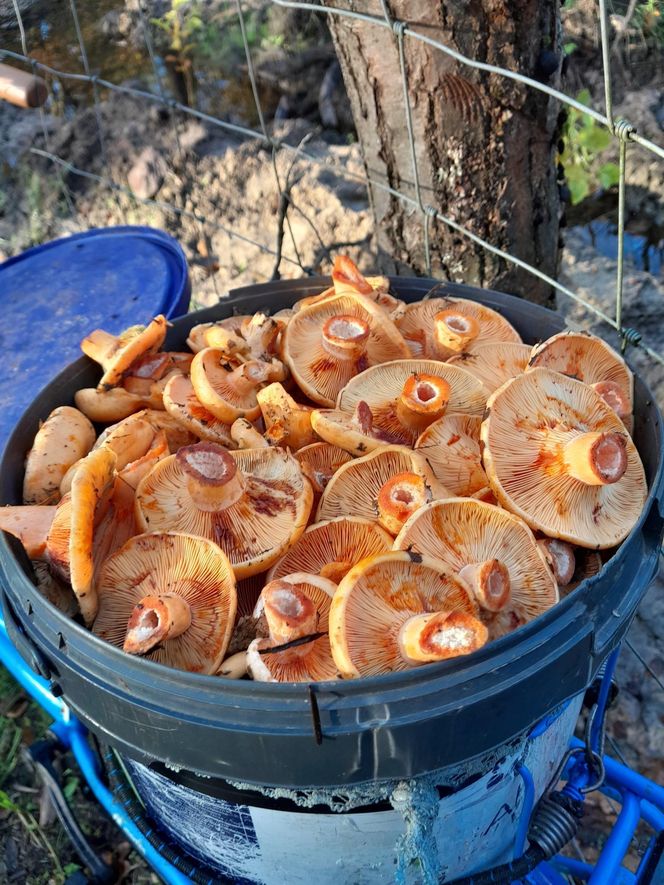 Prawdziwe skarby jesieni. Listopad to idealny czas na grzyby w Świętokrzyskiem? [Zdjęcia Waszych zbiorów]