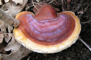 Grzyby reishi - właściwości i działanie. Gdzie kupić grzyby reishi?